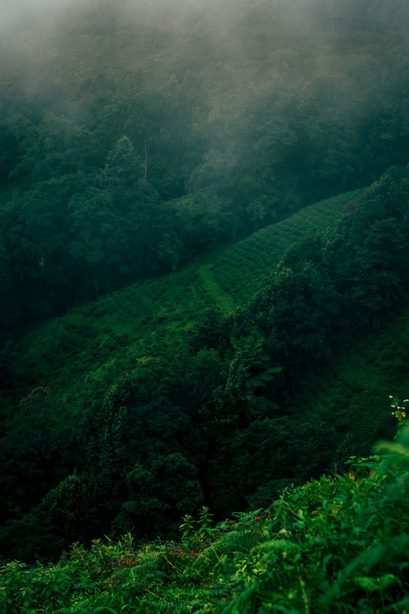 Aerial view of the green hills and mist in Darjeeling, capturing nature's beauty.